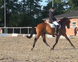 dressage horse Raubritter T (Westphalian, 2002, from Rubiloh)