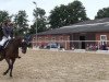 dressage horse Fiorello 117 (Westphalian, 2005, from Freudenfeuer)