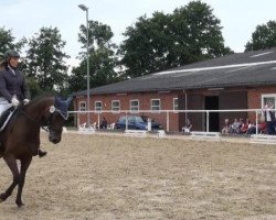 dressage horse Fiorello 117 (Westphalian, 2005, from Freudenfeuer)