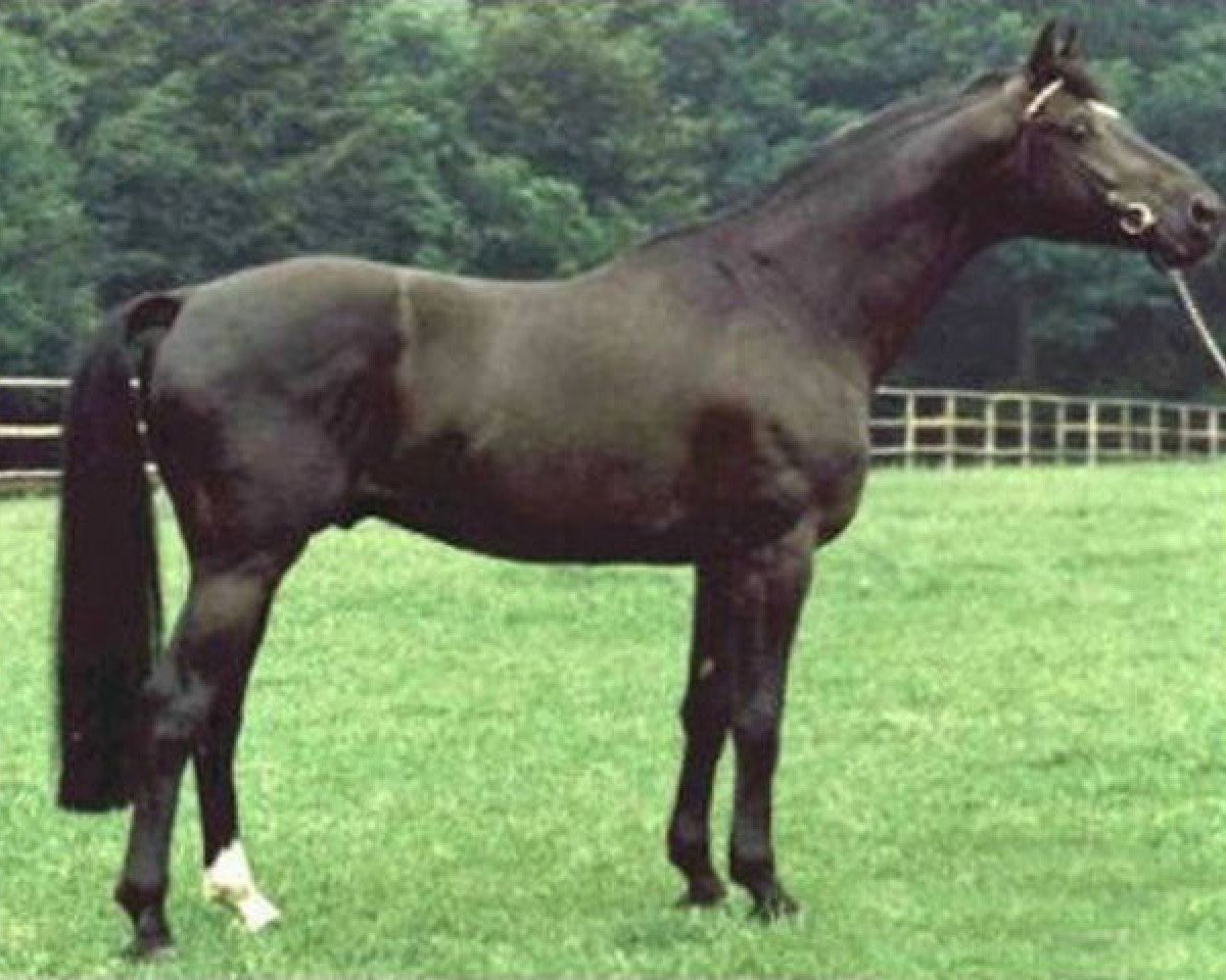 Deckhengst Schwalbenherbst (Trakehner, 1979, von Herzbube)