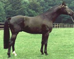 Deckhengst Schwalbenherbst (Trakehner, 1979, von Herzbube)