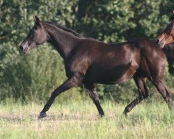 Zuchtstute Haustochter (Trakehner, 1987, von Schwalbenherbst)