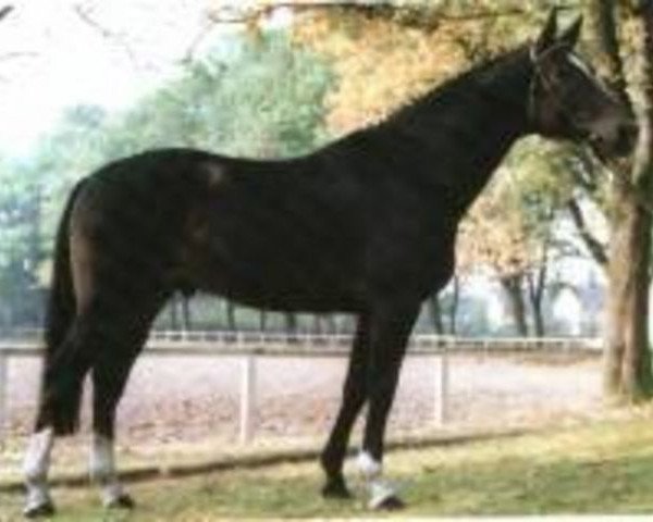 stallion Quasi Roi (Selle Français, 1982, from Hadj A AA)