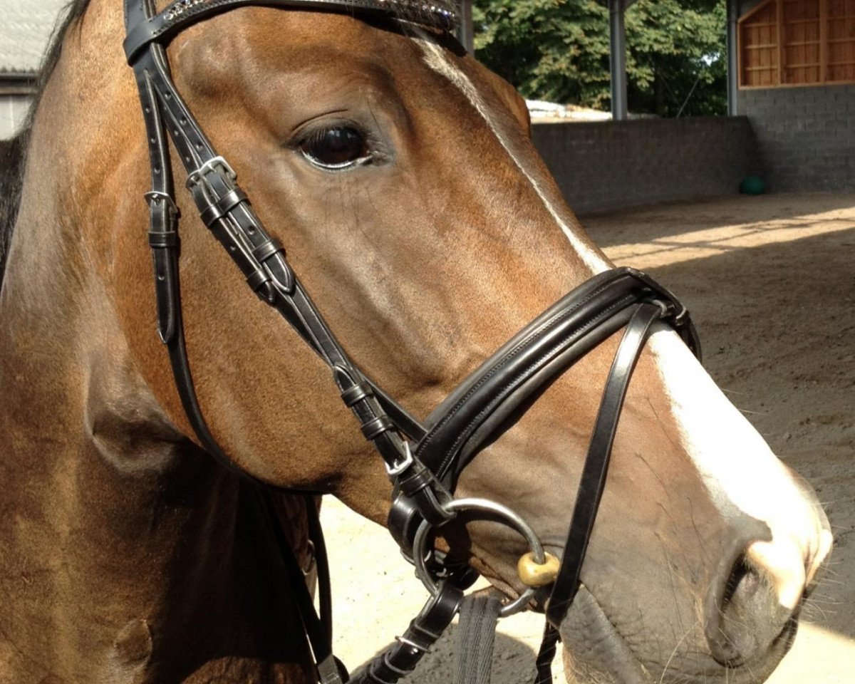 Springpferd Chok Chok Chip (Holsteiner, 2008, von Canturo)