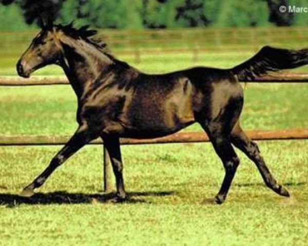 stallion Alkalde xx (Thoroughbred, 1985, from Königsstuhl xx)