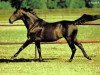 stallion Alkalde xx (Thoroughbred, 1985, from Königsstuhl xx)