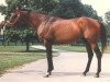 stallion Tom Rolfe xx (Thoroughbred, 1962, from Ribot xx)