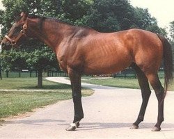 stallion Tom Rolfe xx (Thoroughbred, 1962, from Ribot xx)