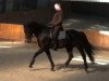 dressage horse Dondulino S (Oldenburg, 2005, from Donnerball)