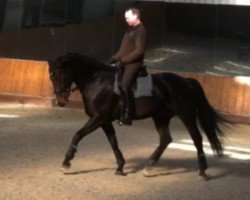 dressage horse Dondulino S (Oldenburg, 2005, from Donnerball)