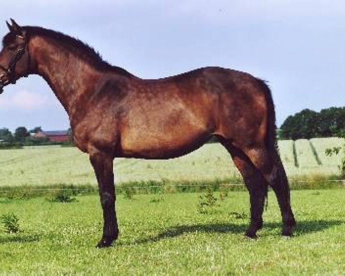 Zuchtstute Hakira (Holsteiner, 1993, von Landos)