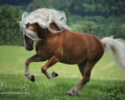 Dressurpferd Abraham (Haflinger, 2007, von Arachon II)