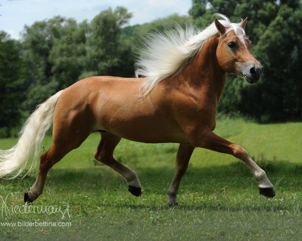 Pferd Alonso (4,69% ox) (Edelbluthaflinger, 2005, von Aaron-B)