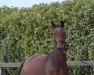 broodmare Flashdance S (Westphalian, 2017, from Franziskus FRH)