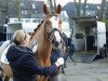 dressage horse Grafitti (Hanoverian, 2008, from Graf Top)