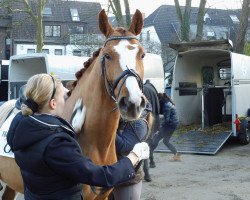 dressage horse Grafitti (Hanoverian, 2008, from Graf Top)