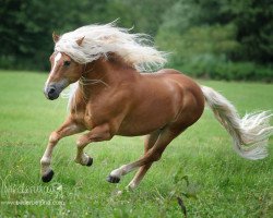 stallion Aladin (3,125% ox) (Edelbluthaflinger, 1997, from Angelo)