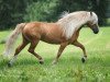 dressage horse Max (Haflinger, 1999, from Martinus)