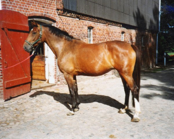 Zuchtstute Fortuene (Holsteiner, 1991, von Calando I)