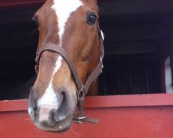 horse Red Blooded Woman (Mecklenburg, 2000, from Readily xx)