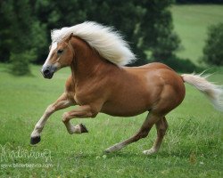 Pferd Aloisius (Haflinger, 1995, von Amigo)