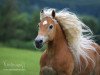 Pferd Nuri (18,75% ox) (Edelbluthaflinger, 1994, von Nasan (18,75% ox))