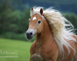 Springpferd Nuri (18,75% ox) (Edelbluthaflinger, 1994, von Nasan (18,75% ox))