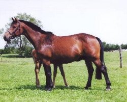 horse Berolina III (Holsteiner, 1987, from Ahorn Z)