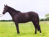 broodmare Isabeau I (Holsteiner, 1994, from Sir Shostakovich xx)