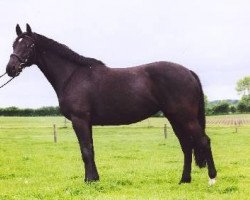 broodmare Isabeau I (Holsteiner, 1994, from Sir Shostakovich xx)