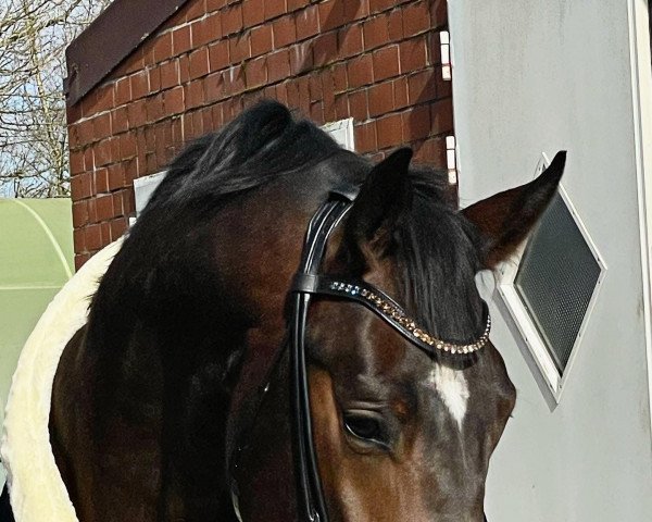 dressage horse Sir Till (Hanoverian, 2019, from Sundance)