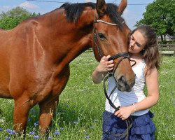 dressage horse Richetto (Westphalian, 2006, from Riccio)