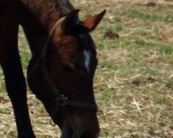 broodmare Saraiya (Westphalian, 1999, from Sir Schölling)