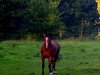 broodmare Jule (Dt.Part-bred Shetland pony, 1995, from Blastou v.Clus)