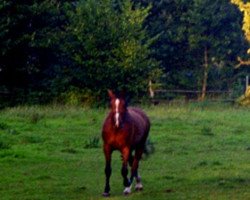 broodmare Jule (Dt.Part-bred Shetland pony, 1995, from Blastou v.Clus)