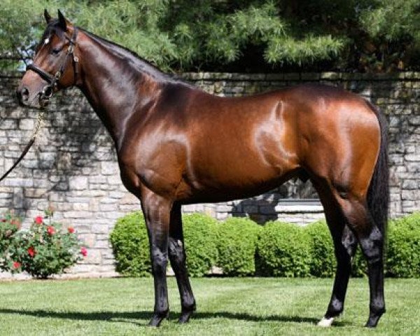 stallion Henrythenavigator xx (Thoroughbred, 2005, from Kingmambo xx)