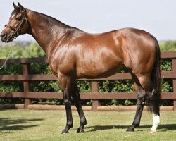 Deckhengst Galileo xx (Englisches Vollblut, 1998, von Sadler's Wells xx)