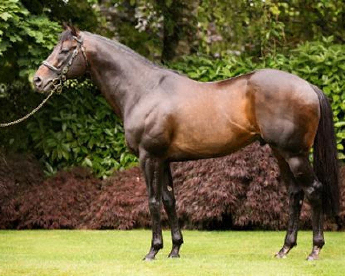 stallion Footstepsinthesand xx (Thoroughbred, 2002, from Giant's Causeway xx)