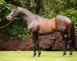 stallion Footstepsinthesand xx (Thoroughbred, 2002, from Giant's Causeway xx)