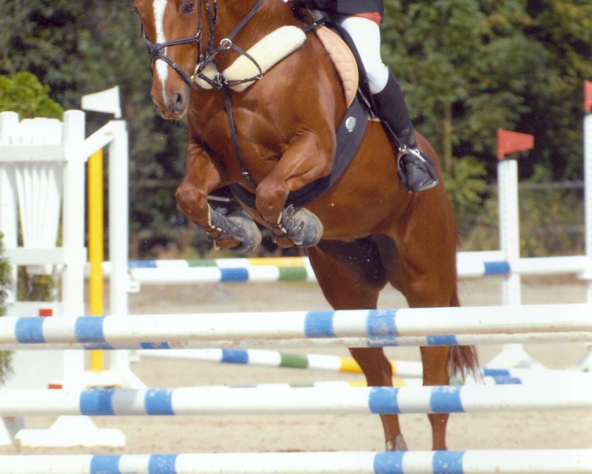 horse Wisby (Rhinelander, 1994, from Walzertakt)