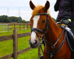 broodmare Destiny (German Riding Pony, 1997, from Durello)