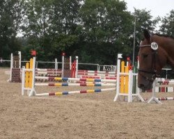 dressage horse High Society (Westphalian, 2008, from Hoftanz)