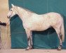 stallion Jade de l'Abbaye AA (Anglo-Arabs, 1997, from Quatar de Plape AA)