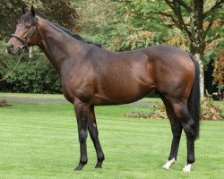 stallion Canford Cliffs xx (Thoroughbred, 2007, from Tagula xx)