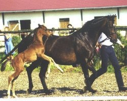 Zuchtstute Fliederknospe (Trakehner, 1985, von Steuben)