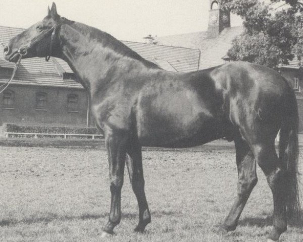 stallion Steinklee (Hanoverian, 1970, from Steinpilz xx)