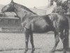 stallion Steinklee (Hanoverian, 1970, from Steinpilz xx)