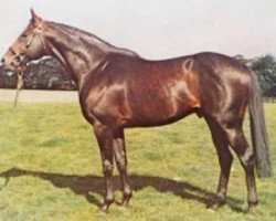 stallion Wolver Hollow xx (Thoroughbred, 1964, from Sovereign Path xx)