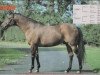 stallion Rarity xx (Thoroughbred, 1967, from Hethersett xx)