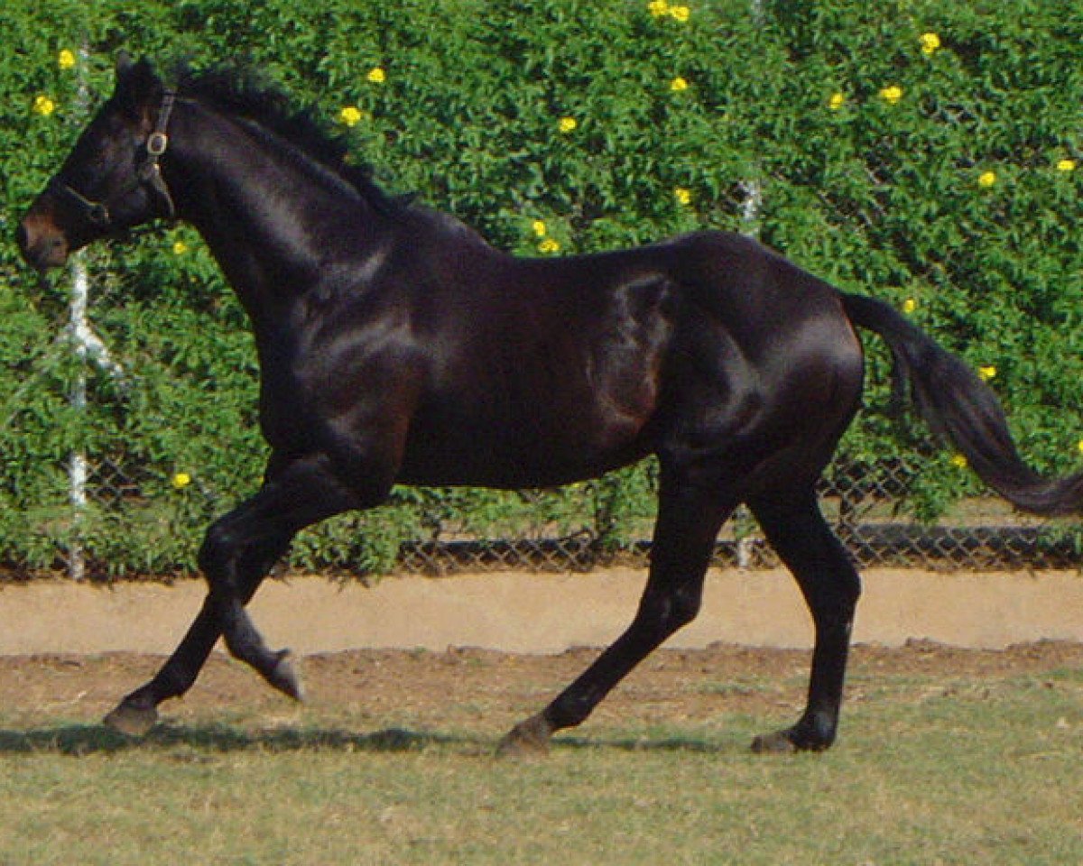 stallion Tirol xx (Thoroughbred, 1987, from Thatching xx)